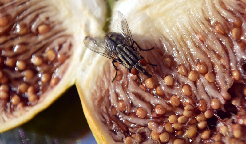 What are Cluster Flies?